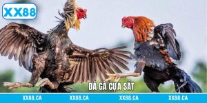 Đá Gà Cựa Sắt - Trải Nghiệm Trận Đấu Mãn Nhãn Tại XX88