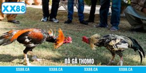 Đá Gà Thomo - Theo Dõi Những Trận Đấu Mãn Nhãn Tại XX88