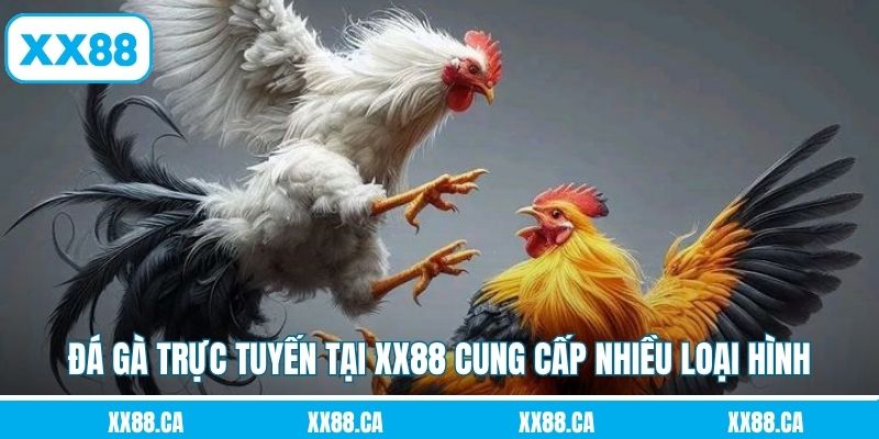 Đá gà trực tuyến tại XX88 cung cấp nhiều loại hình