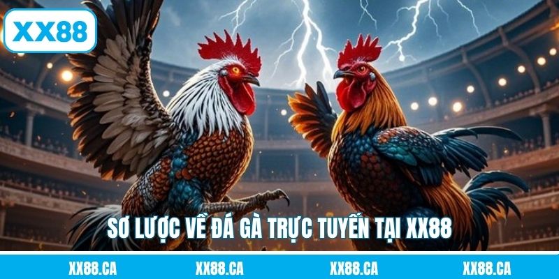 Sơ lược về đá gà trực tuyến tại XX88