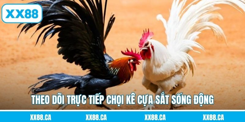 Theo dõi trực tiếp chọi kê cựa sắt sống động