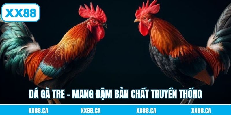 Đá gà tre - Mang đậm bản chất truyền thống
