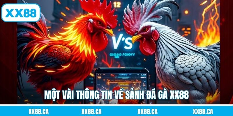 Một vài thông tin về sảnh đá gà XX88