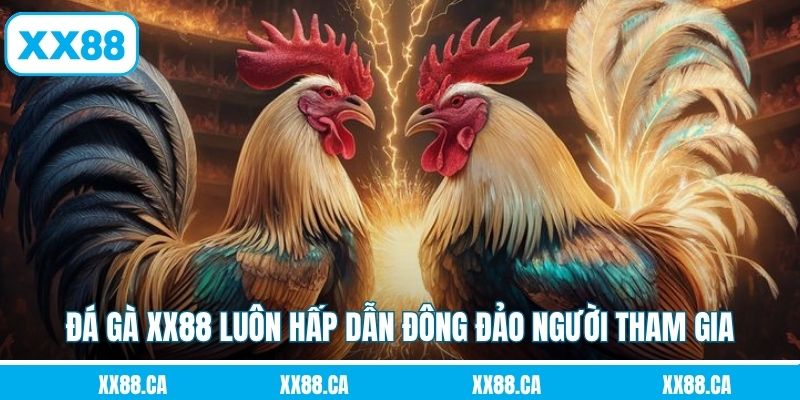 Nguyên nhân đá gà XX88 luôn hấp dẫn đông đảo người tham gia