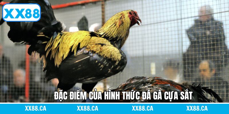 Điểm nổi bật khi theo dõi chọi gà cựa sắt online
