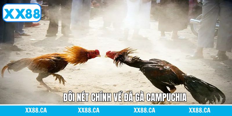 Tổng quan về sức hút của chọi gà Campuchia