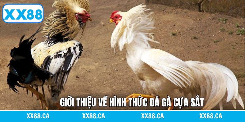Theo dõi đá gà cựa sắt mãn nhãn tại XX88