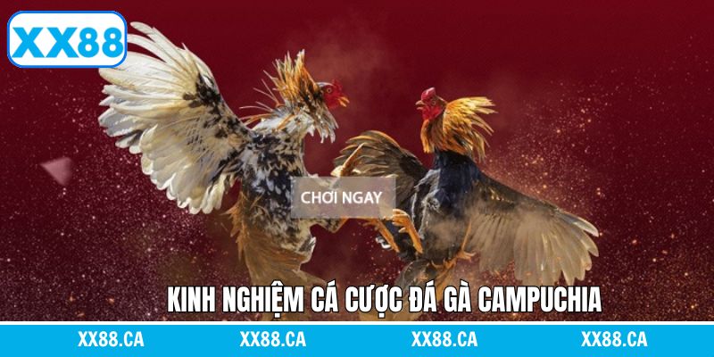 Kinh nghiệm dự đoán đá gà chuẩn xác