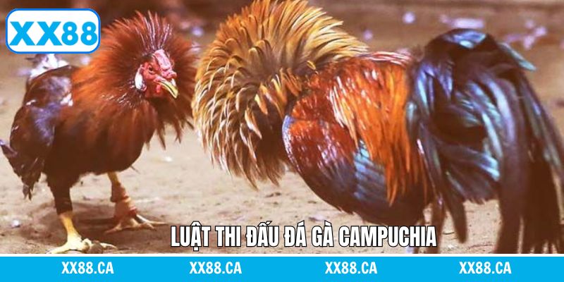 Luật lệ thi đấu đá gà campuchia