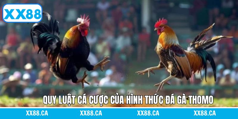 Quy tắc chuẩn khi tham gia cá cược chọi gà Thomo