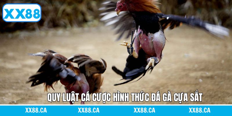 Quy luật cần nắm trong chọi gà cựa sắt