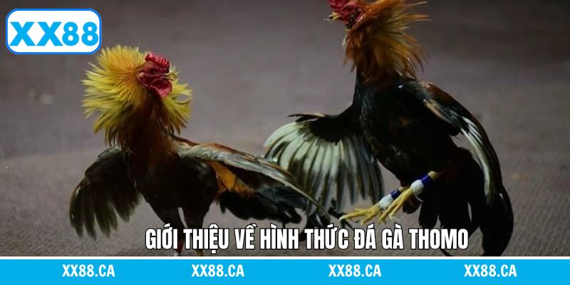 Trải nghiệm bộ môn đá gà Thomo hấp dẫn tại XX88