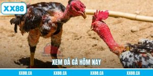 Xem Đá Gà Hôm Nay