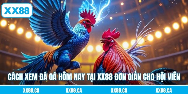 Cách xem đá gà hôm nay tại XX88 đơn giản cho hội viên