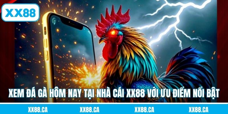 Xem đá gà hôm nay tại nhà cái XX88 với ưu điểm nổi bật